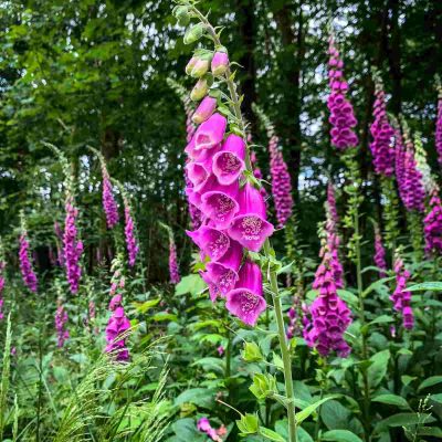 foxgloves digitalis woodland and heavy shade wildflower seeds