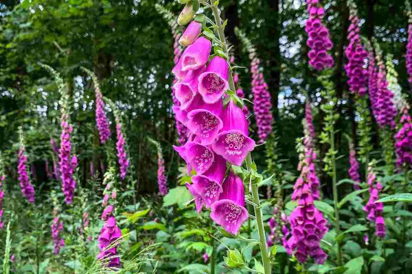 foxgloves digitalis woodland and heavy shade wildflower seeds