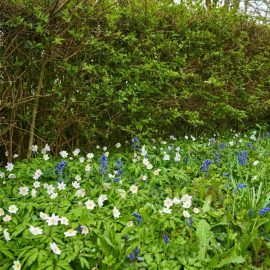 hedgerow wildflower seeds wildflower seeds for banks