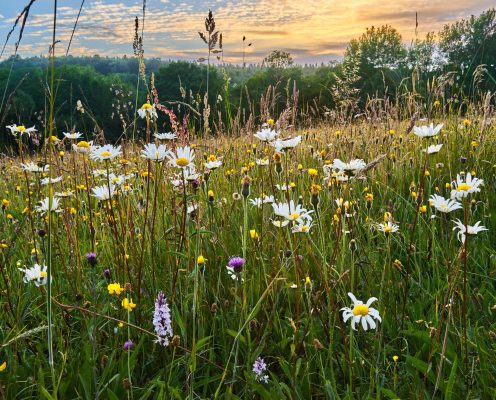 meadow seeds_wildflower meadow seeds