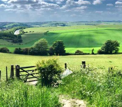 south downs sussex wildflower seeds chalk wildflower seeds