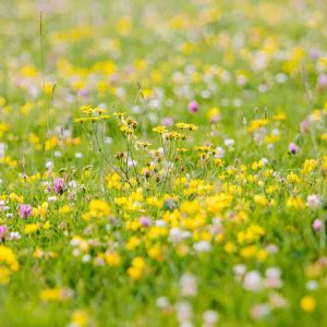 Locally sourced London wildflower meadow seeds
