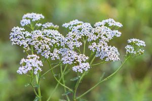 yarrow