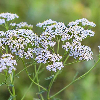 yarrow