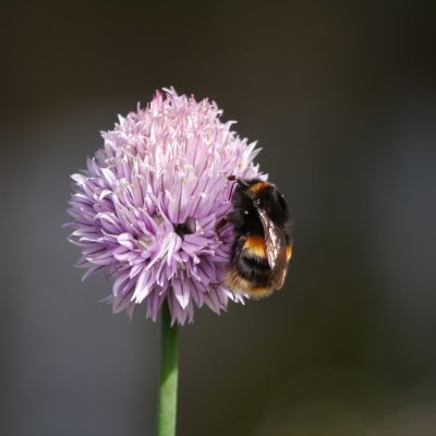 Bee and Butterfly_Wildflower Seeds for South West Counties