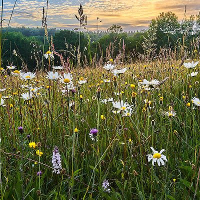 Wild Flower Mix 100